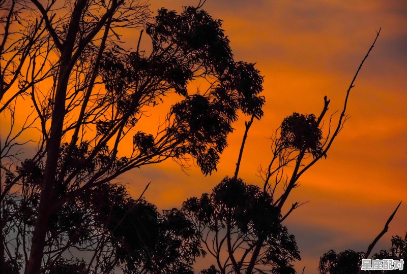 夏天太阳挂蓝天猜一动物,太阳什么生肖 夏天太阳挂蓝天猜一动物,太阳什么生肖 - 星座运势