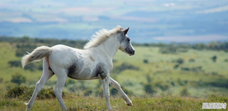 02年生人属什么,02马今日运势 02年生人属什么,02马今日运势 - 星座运势