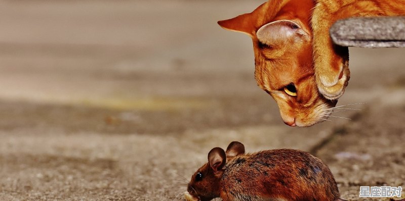 举案齐眉是古语什么动物,什么生肖苦 举案齐眉是古语什么动物,什么生肖苦 - 星座运势