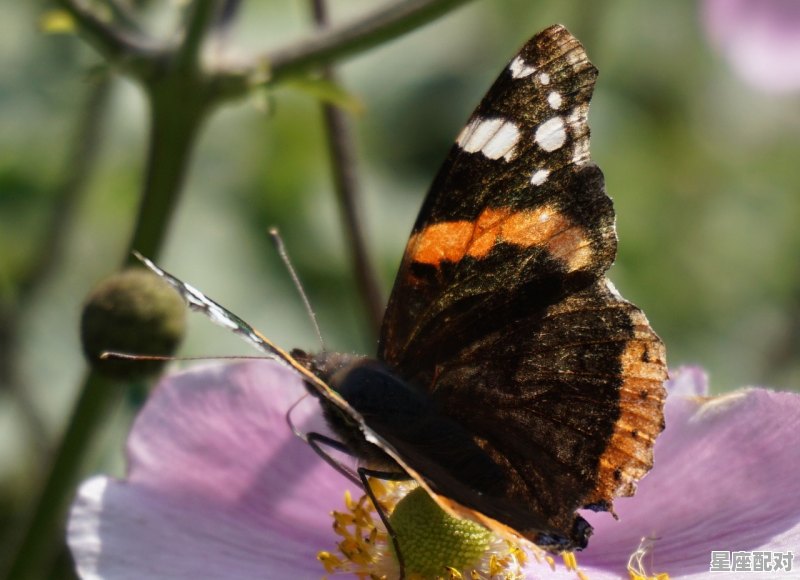 花代表什么动物_一二三门是什么动物 花代表什么动物_一二三门是什么动物 - 星座运势