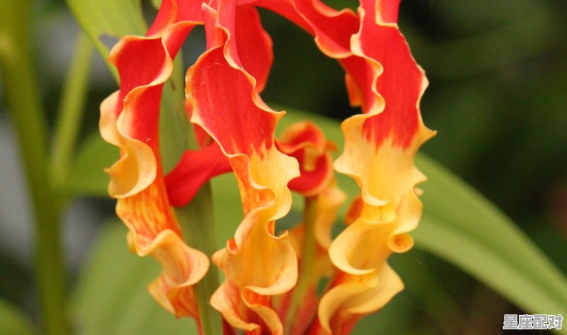 到底什么才是天蝎女,星座配对天蝎女生性格分析 到底什么才是天蝎女,星座配对天蝎女生性格分析 - 星座运势