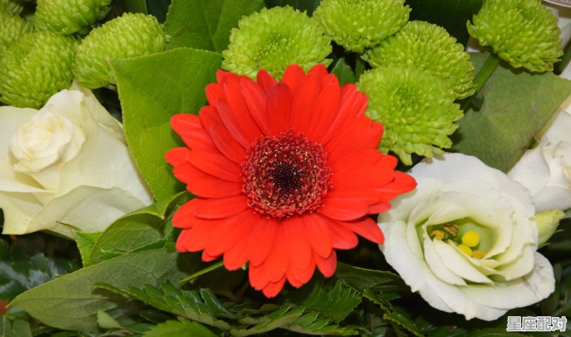 红花是什么动物，树是什么生肖 - 星座运势