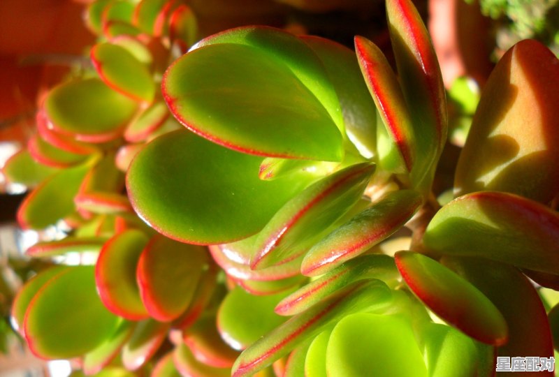 如意多肉是什么_如意桥名字的来历 - 星座运势