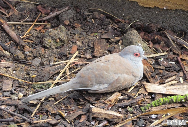 梦到小鸟,梦到小鸟 - 星座运势