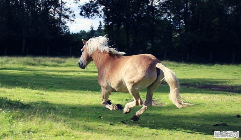 解答（家有美女十八岁的肖）打一动物是什么，美女是什么生肖 - 星座运势