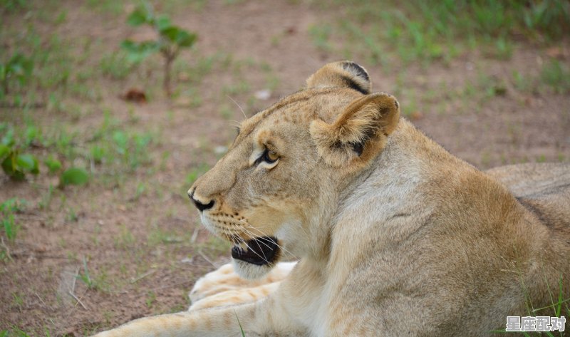 狮子座属虎的男人的性格_a型狮子女的爱情观 - 星座运势