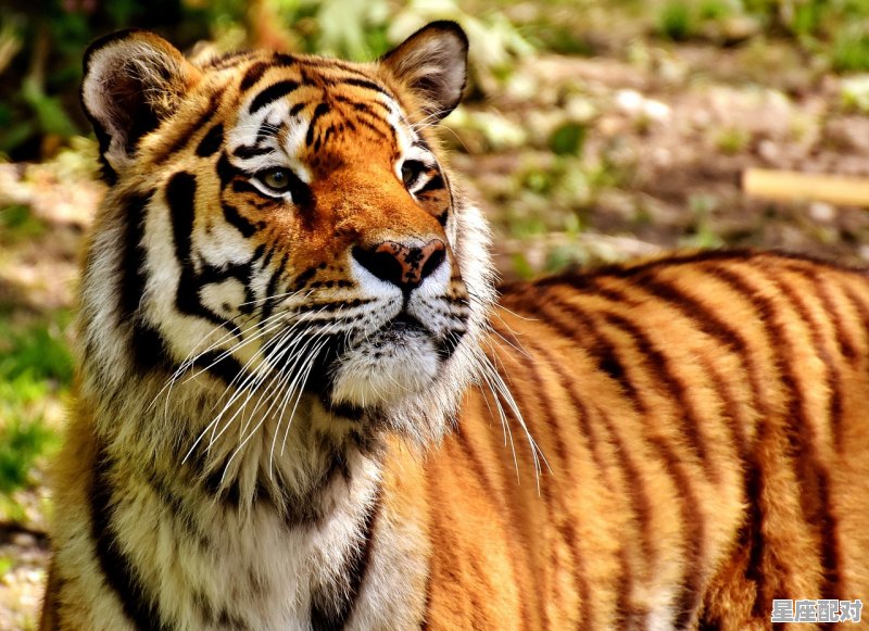 三六之计一为先,二九十八香悠悠,是什么动物_飘香四溢指什么动物 三六之计一为先,二九十八香悠悠,是什么动物_飘香四溢指什么动物 - 星座运势