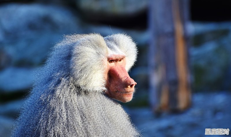 万物之灵，是什么，猜一动物,灵是什么生肖 - 星座运势