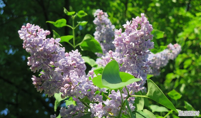 86年属虎是什么星座_86年5月的虎是什么星座 - 星座运势