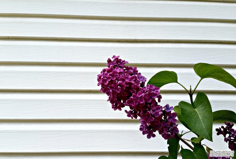 十二星座什么天,十二星座什么天 - 星座运势