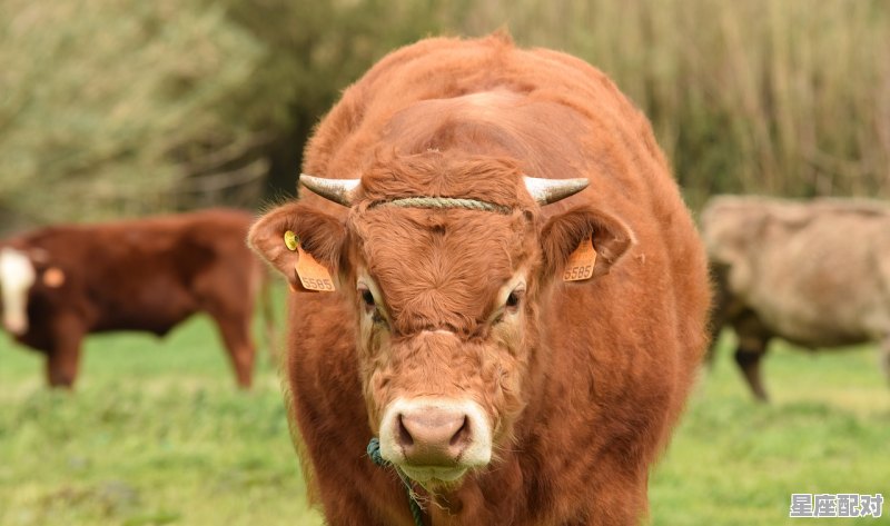 牛与什么动物和祥，牛配什么生肖 - 星座运势