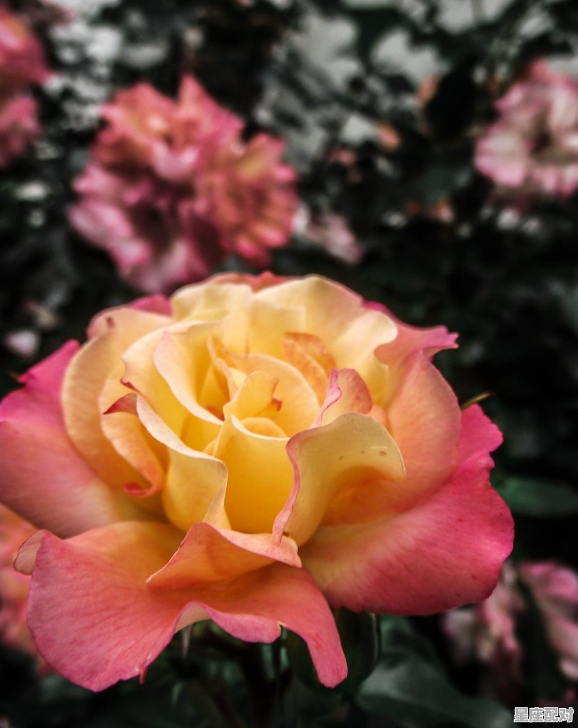 梦到男朋友的朋友,梦到男朋友的朋友 梦到男朋友的朋友,梦到男朋友的朋友 - 星座运势