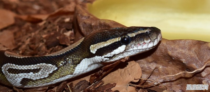 清来指什么动物，清是什么生肖 - 星座运势