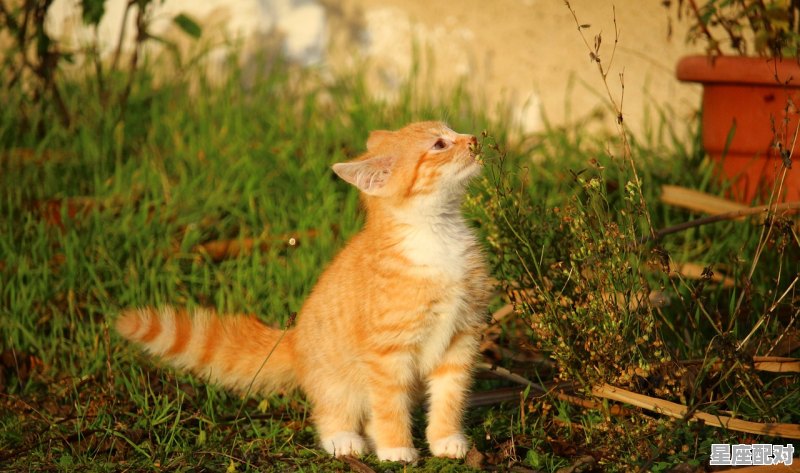 审时度势明眼人,洞察一切知万事形容什么动物,知是什么生肖 审时度势明眼人,洞察一切知万事形容什么动物,知是什么生肖 - 星座运势