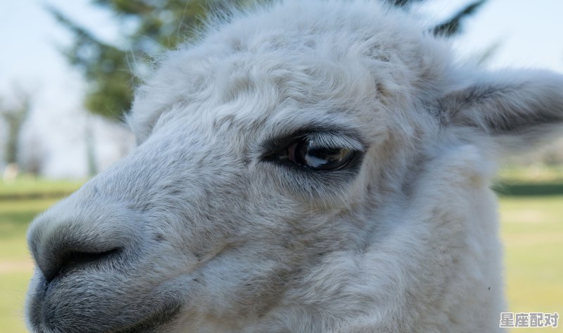 那种动物胜之不武牛，羊，马，鸡，猪，龙，虎，狗，蛇，免，猴，鼠，胜什么生肖 - 星座运势