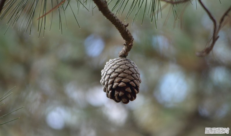 1977年男蛇是什么性格,属蛇白羊座男生的性格 1977年男蛇是什么性格,属蛇白羊座男生的性格 - 星座运势