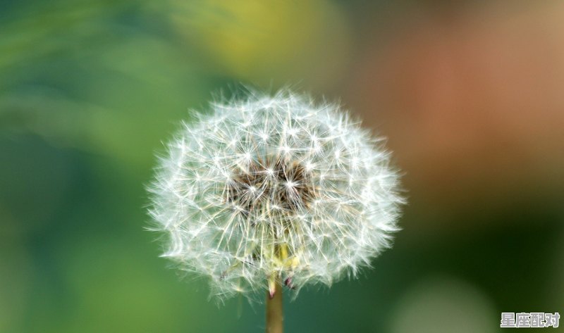 属龙的女人是什么性格,属龙天秤座男生性格 属龙的女人是什么性格,属龙天秤座男生性格 - 星座运势