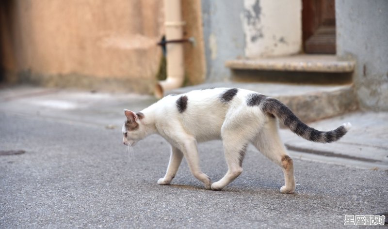 独是什么动物_独:代表什么动物 独是什么动物_独:代表什么动物 - 星座运势