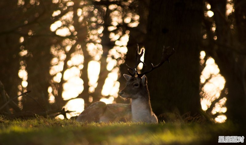 远树带行客,顾诚当落晖落。猜一动物,落是什么生肖 远树带行客,顾诚当落晖落。猜一动物,落是什么生肖 - 星座运势