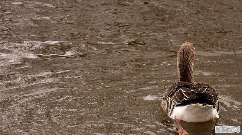 七手八脚是什么动物,足是什么生肖 七手八脚是什么动物,足是什么生肖 - 星座运势