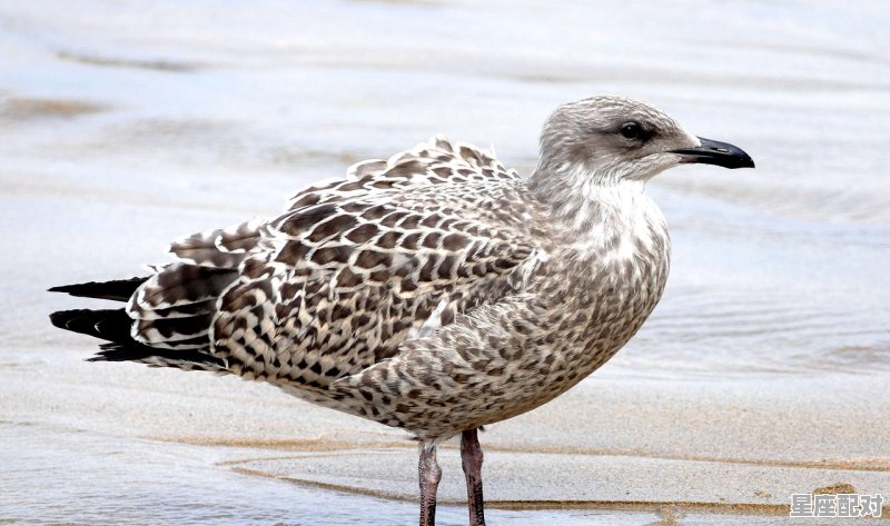 一只想飞的猫公鸡为什么说猫是渔业家,梦到公鸡 一只想飞的猫公鸡为什么说猫是渔业家,梦到公鸡 - 星座运势