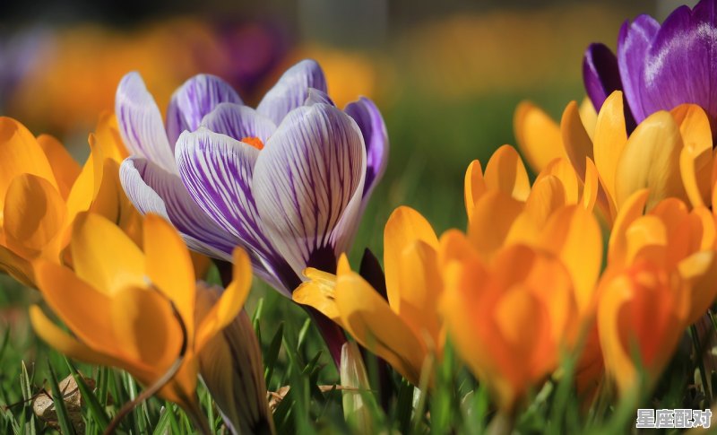 2018年什么属相_2018什么属性年 2018年什么属相_2018什么属性年 - 星座运势