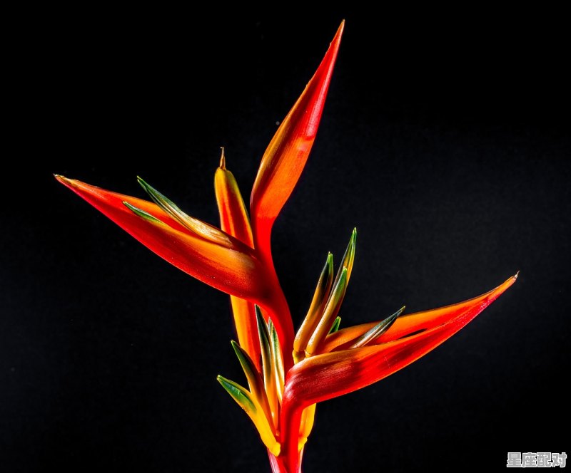 水瓶近期可能发生的事_正月1963年正月十四出生的水瓶座 - 星座运势