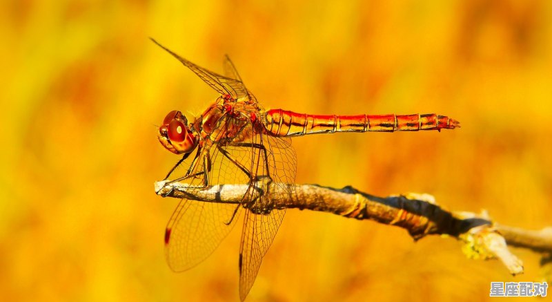 A型血属蛇水瓶座的性格，属龙水瓶座女生性格 - 星座运势