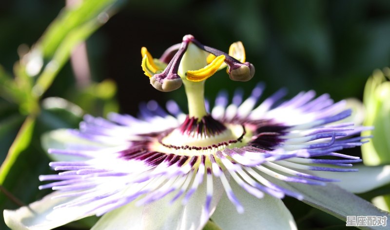 3月属龙是什么星座，属龙的什么星座 - 星座运势