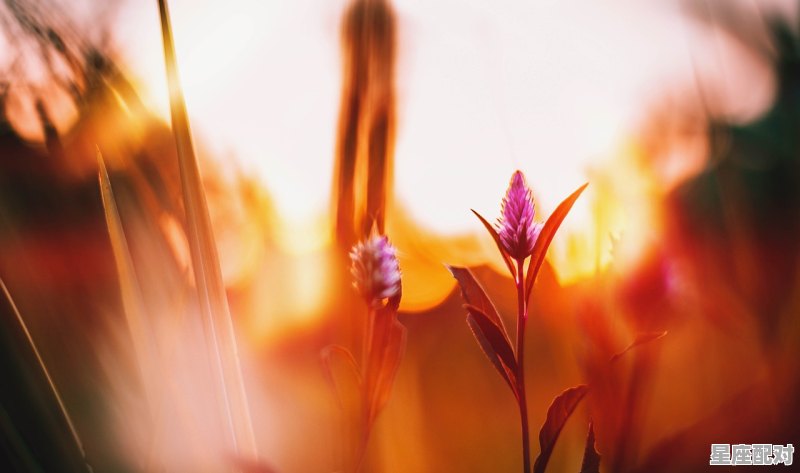 下月巨蟹座运气，巨蟹今日运势11.20 - 星座运势