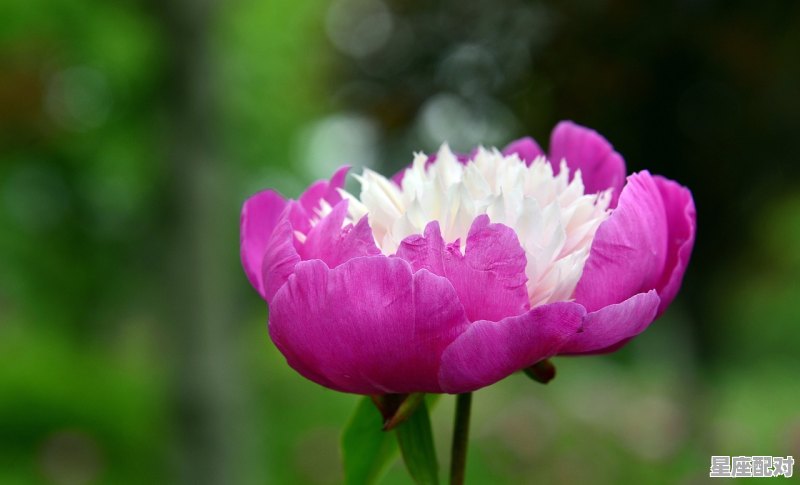 去年花里逢君别，今日花开又一年是什么生肖,君是什么生肖 - 星座运势