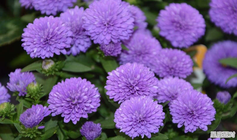 贵花树家节几月份,山西省潞城区过年习俗 - 星座运势