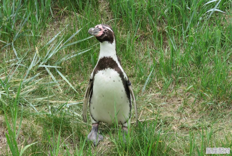 右军输却小龙天指什么动物,江什么生肖 右军输却小龙天指什么动物,江什么生肖 - 星座运势