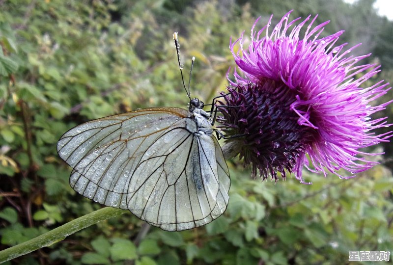 甲辰龙人什么时间必发财,龙属相运势今日 甲辰龙人什么时间必发财,龙属相运势今日 - 星座运势