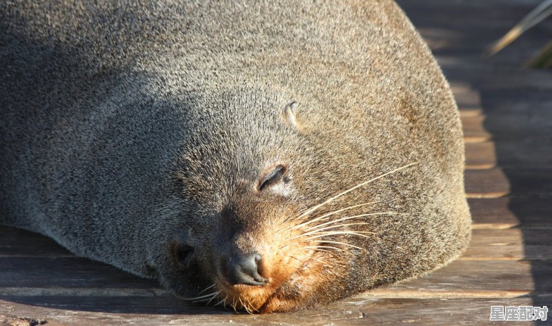 光什么动物的意思，光是什么生肖 - 星座运势