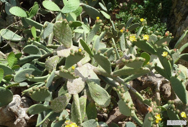 白萝卜晒干生晒好还是熟晒好,梦到萝卜 - 星座运势