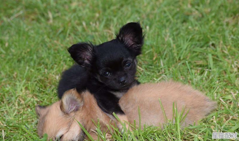 什么属相和羊最相生,羊配什么生肖 什么属相和羊最相生,羊配什么生肖 - 星座运势