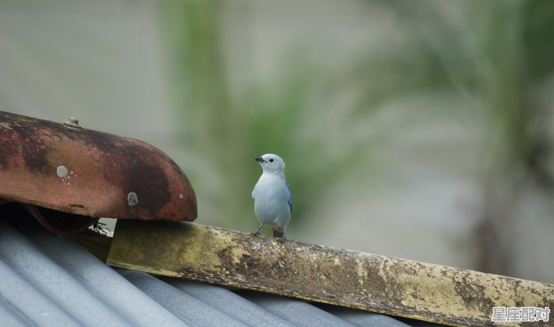 八几年的属鸡,鸡宝宝今日运势 - 星座运势