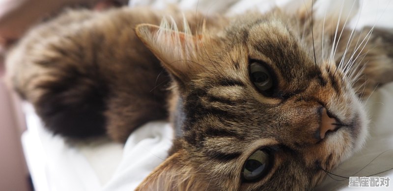 猫在床上生了小猫示意什么_一只猫想进我家寓意 猫在床上生了小猫示意什么_一只猫想进我家寓意 - 星座运势