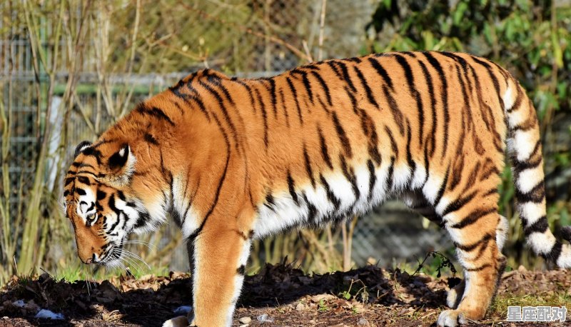 2021年12月10日什么属相当值,老鼠生肖今日运势 2021年12月10日什么属相当值,老鼠生肖今日运势 - 星座运势