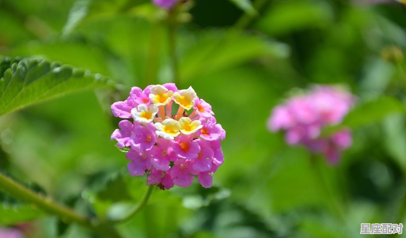 十二星座的代表花分别是什么_12星座适合养什么花 十二星座的代表花分别是什么_12星座适合养什么花 - 星座运势
