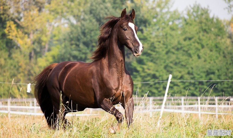 2021年12月10日什么属相当值,马的今日运势 2021年12月10日什么属相当值,马的今日运势 - 星座运势