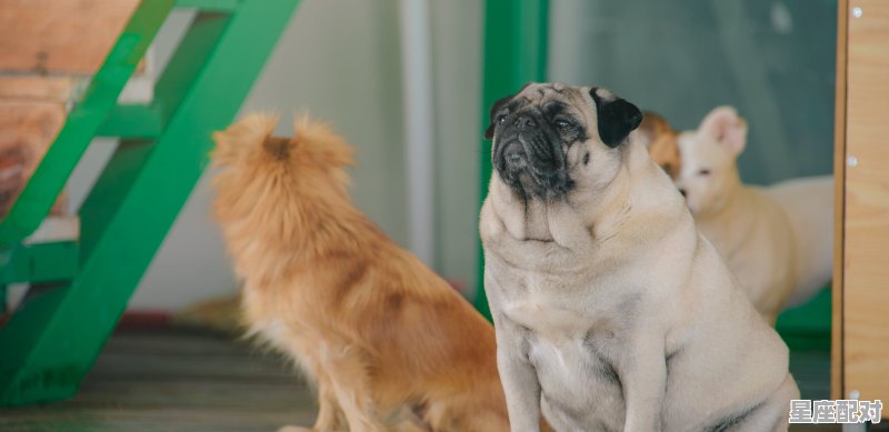 什么动物克羊,斗是什么生肖 什么动物克羊,斗是什么生肖 - 星座运势