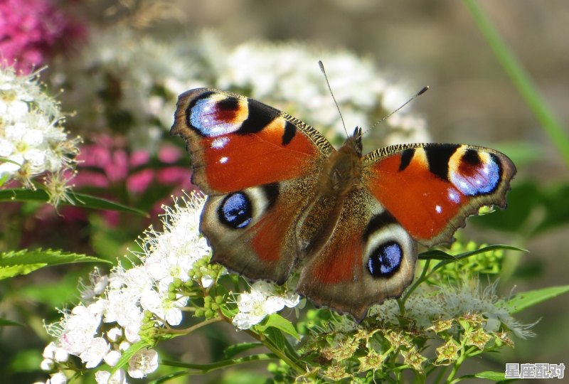 1月2月份是什么星座_1月2日出生的是双星座的吗 1月2月份是什么星座_1月2日出生的是双星座的吗 - 星座运势