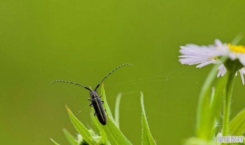摩羯座话多是怎么回事,话是什么星座 - 星座运势
