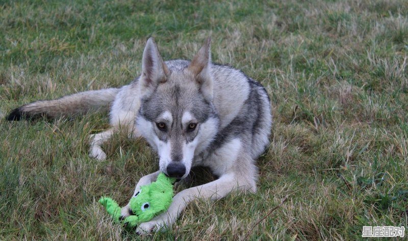 蛇咬着自己的尾巴，这是什么意思_蛇咬着自己的尾巴叫什么 - 星座运势