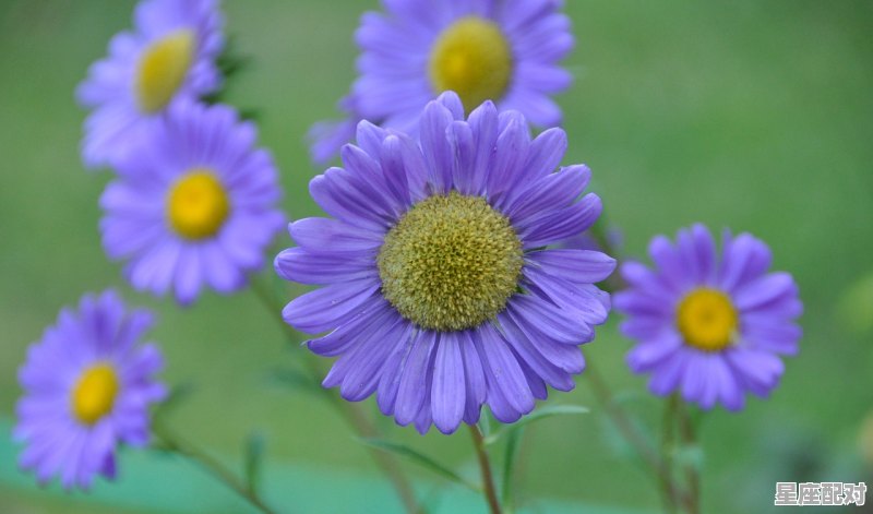 十二星座的性格配对，十二星座配对在一起 - 星座运势