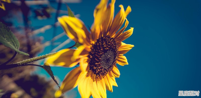 农历三月是什么星座女,金牛女什么星座 农历三月是什么星座女,金牛女什么星座 - 星座运势