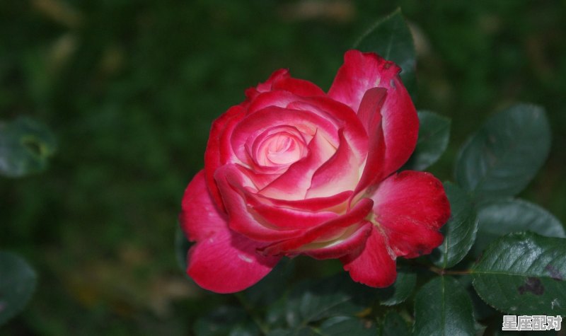 桃花许我三生梦什么意思_一世桃花梦什么意思 桃花许我三生梦什么意思_一世桃花梦什么意思 - 星座运势