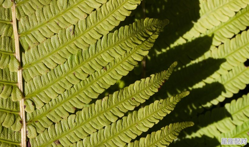 未是什么结构,未是什么生肖 未是什么结构,未是什么生肖 - 星座运势